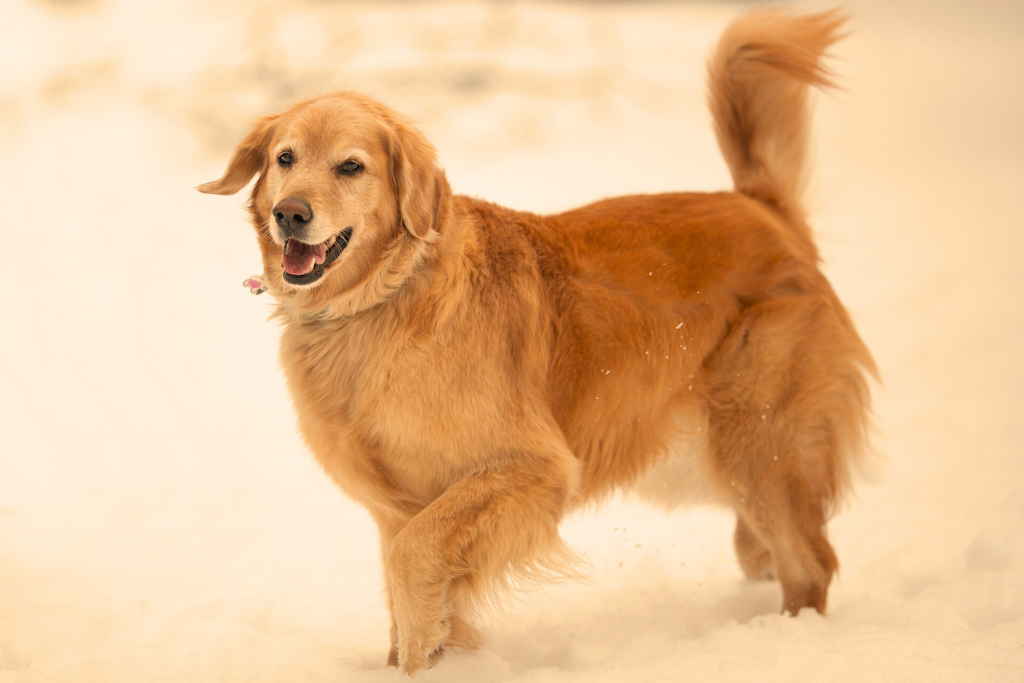 Golden Retriever 